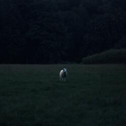 simple-minded lucky man (sped up)