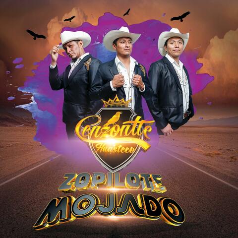 ZOPILOTE MOJADO