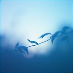 Whispers and Leaves Unplugged