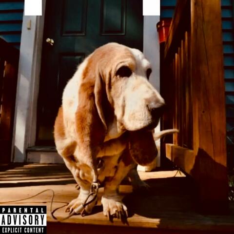 basset hound