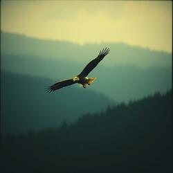 Bitter Honey Unplugged