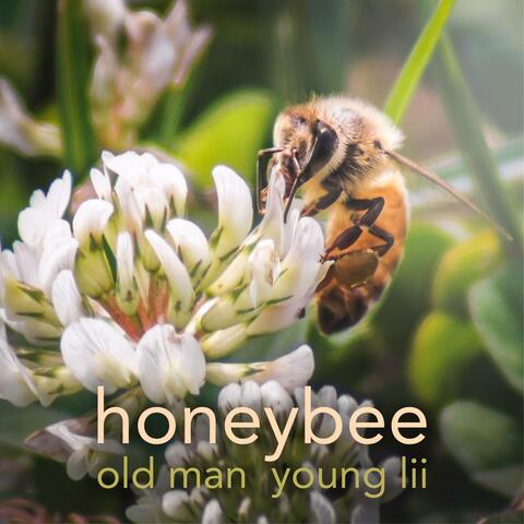 honeybee