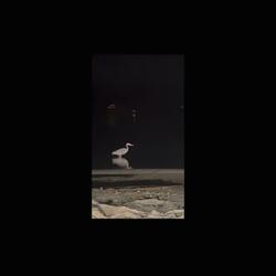 CRANES (INSTRUMENTAL)