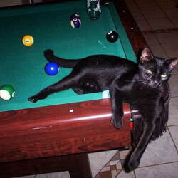 stretch w ephy (wenga)