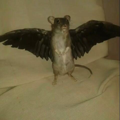 hannah doesn't wanna know