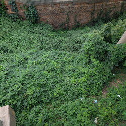 Siegemond Leading Staff Gangbang 2001