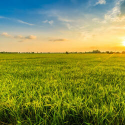 Green fields (feat. 3onzer)