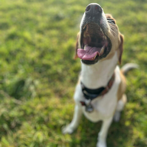 Nigel