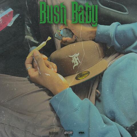 Bush Baby