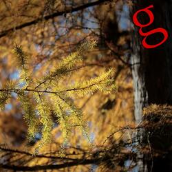Larix decidua