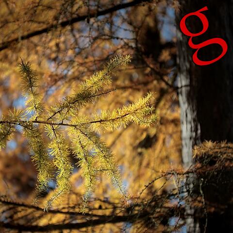 Larix decidua