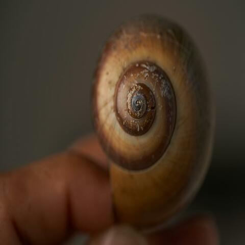 Caracol 2