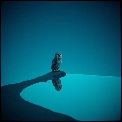 Owls Unseen