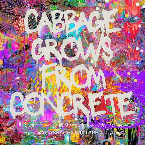 CABBAGE GROWS FROM CONCRETE