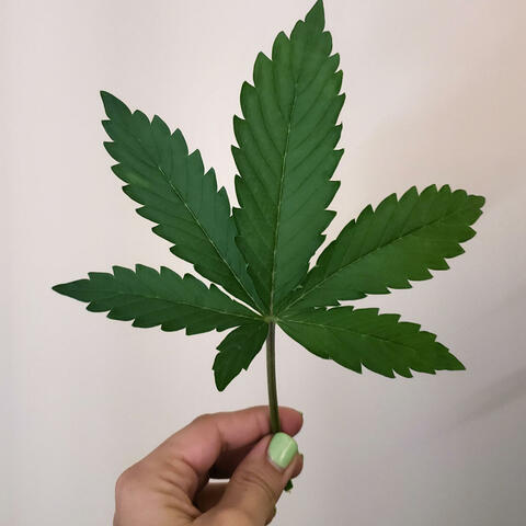 Terpene Reggae Jam