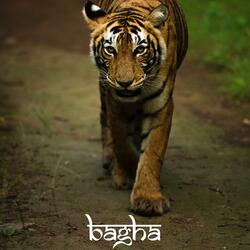 Bagha