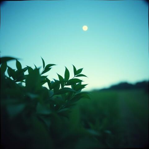 Silent Attraction
