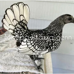 Merħba L-Kaxxa Ġenn