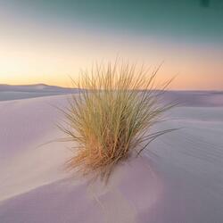 Radiance in Solitude