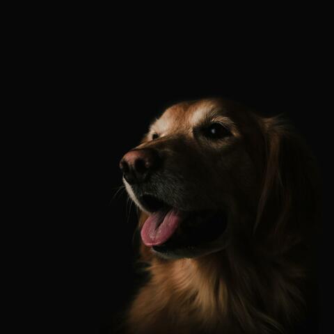 Dawgy