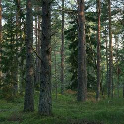 Gentle Pines