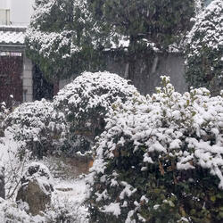 English Song Avatamsaka Sutra/Boundless Resonance경계 없는 울림/십인품