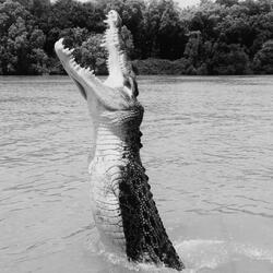Crocodile