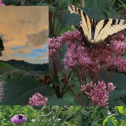 darling (daryl & darlene)