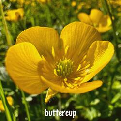 Buttercup