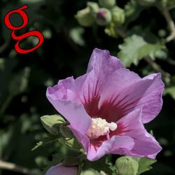 Hibiscus syriacus