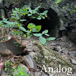 Faint Light on Fallen Walls