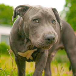 Das Gras im Dampfdrucktopf (Chant Version)