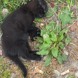 simon says (feat. Tiah & slimesuffers)