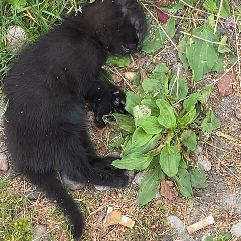 simon says (feat. Tiah & slimesuffers)