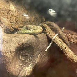 Secret of the Lizard