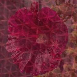 Weather-beaten (phoning it in)