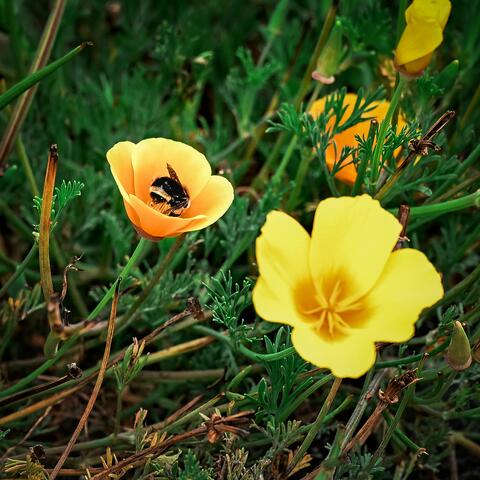 Static Blooming Beneath a Sun of Dust