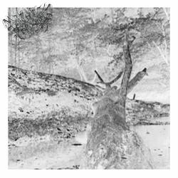 The Greenway Trail (REVERSED)