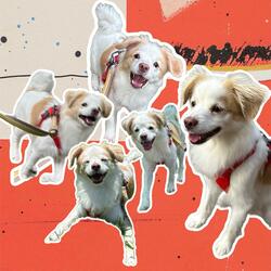 강아지랑 산책가자 (feat. Y)