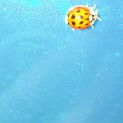 free em til they free