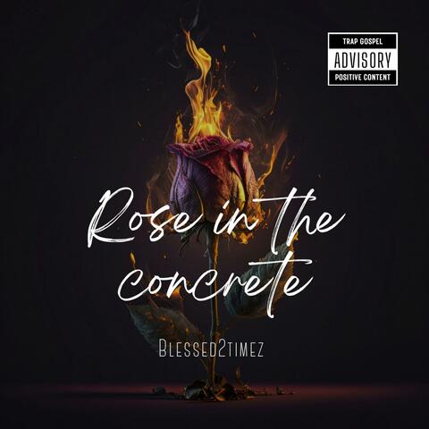 Rose In The Concrete