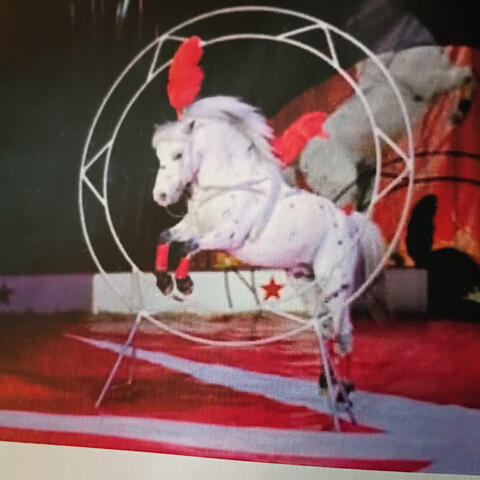 One Trick Pony (feat. Spudd Records)