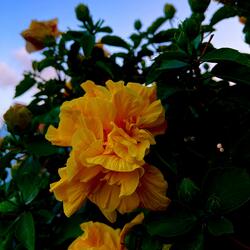 A Flower Needs Time To Bloom