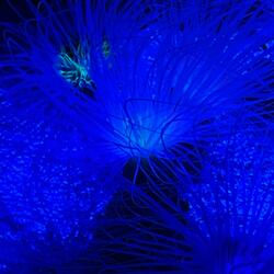 Cryofroze Blue (Instrumental)