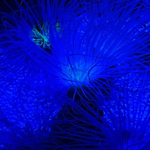 Cryofroze Blue (Instrumental)