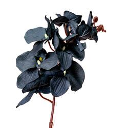 Black Orchid