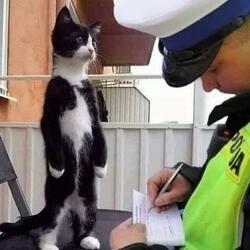 idgaf (feat. pipe bomb)