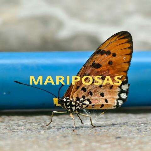 MARIPOSAS