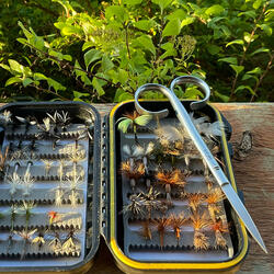 Yellowbelly Dreams (Faux Live)