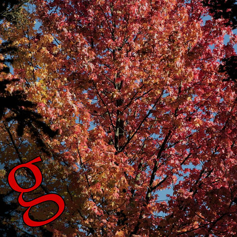 Acer rubrum